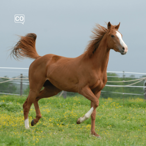  El caballo: Koń (Hiszpański)