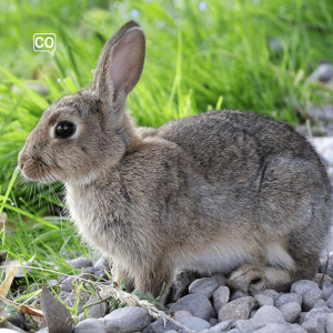  El conejo: Królik (Hiszpański)