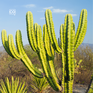  El cactus: Kaktus (Hiszpański)