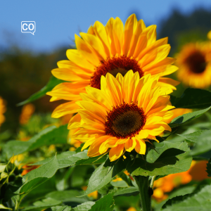  El girasol: Słonecznik (Hiszpański)