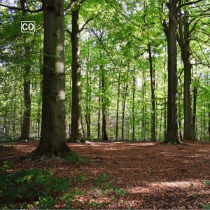  El bosque: Las (Hiszpański)